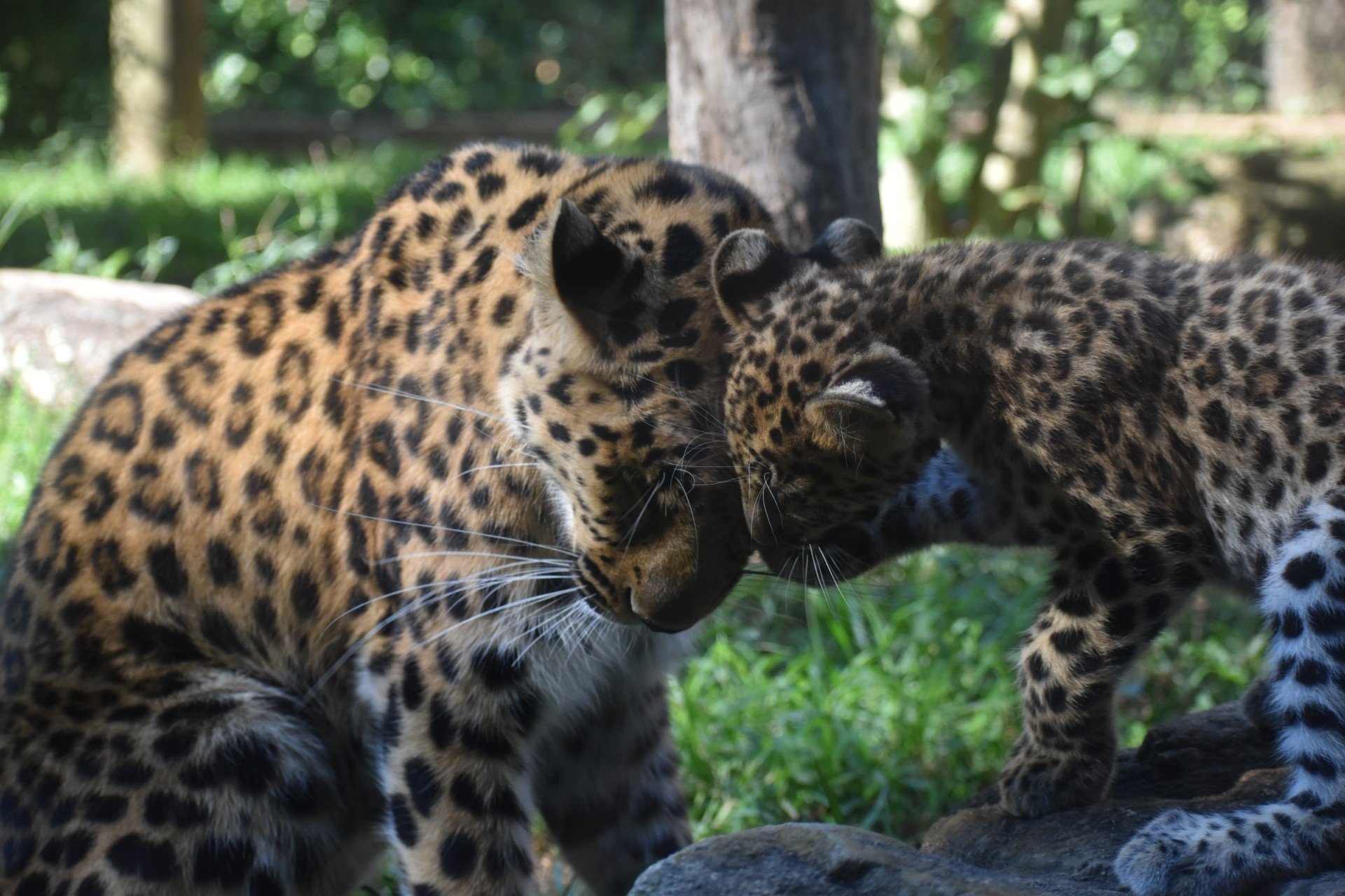 Growing Up Fast: An Update on the Two Amur Leopard Cubs