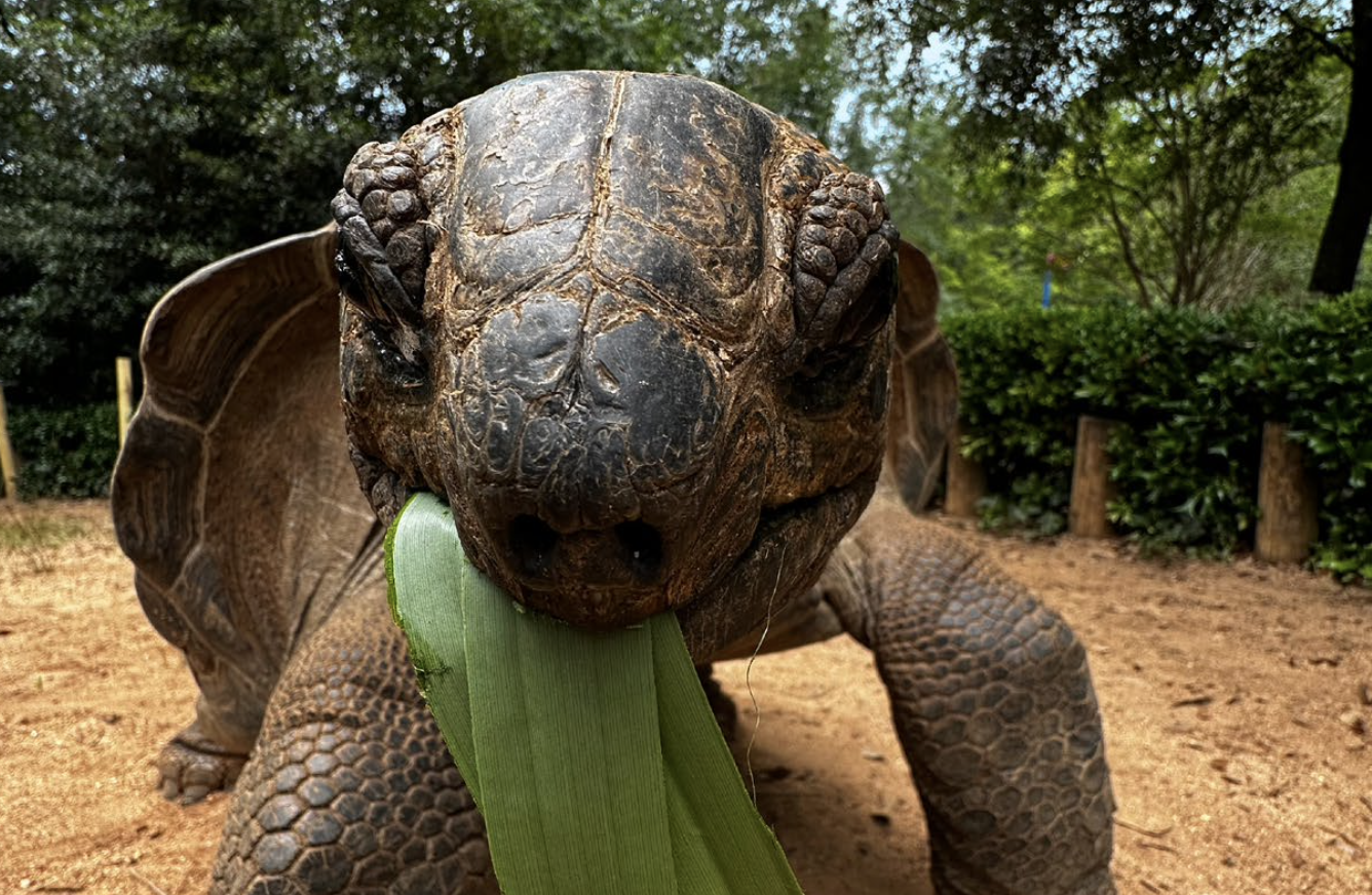 Close-up of a large armadillo with a green leaf in its mouth, outdoors on dirt ground with green trees and bushes in the background.
