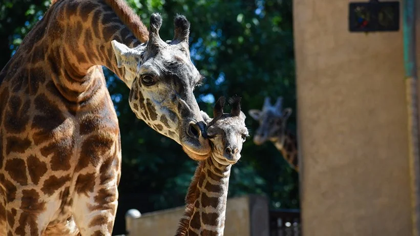 A close-up of a mother giraffe and her calf, with a third giraffe in the background, at a zoo or wildlife sanctuary.