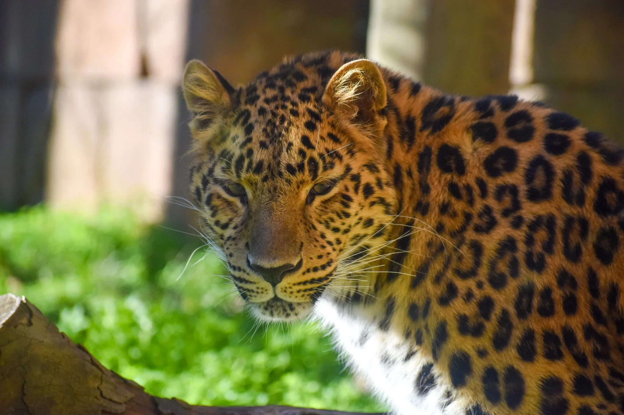 Close-up of a leopard with its head turned slightly, showcasing its spotted coat and piercing eyes, in a natural setting with green grass and blurred background.