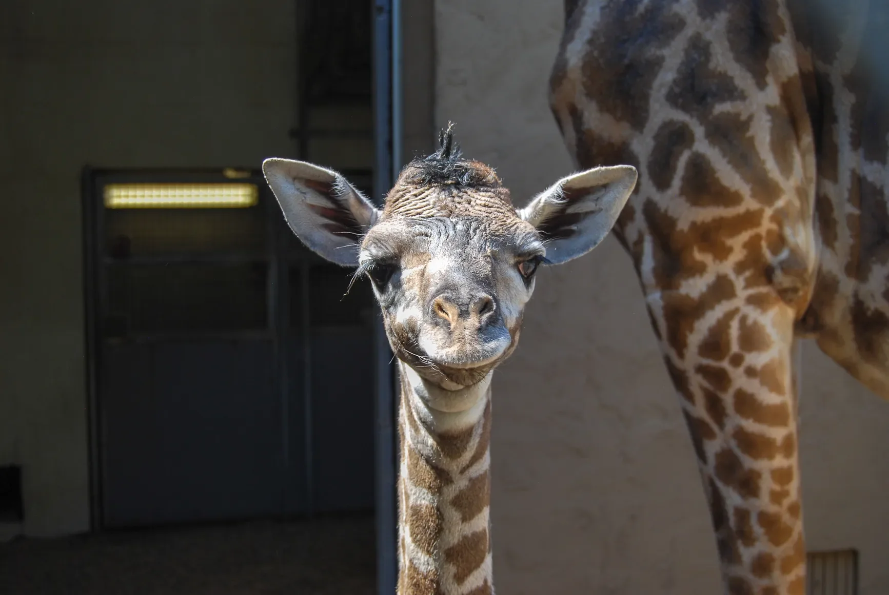 Close-up of a baby giraffe standing outdoors, with part of an adult giraffe visible in the background.