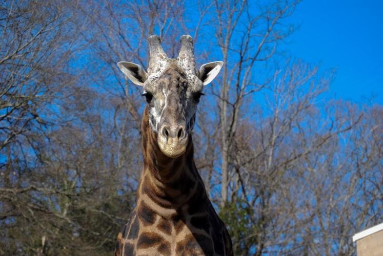A close-up of a giraffe's face and neck outdoors against a blue sky and leafless trees.