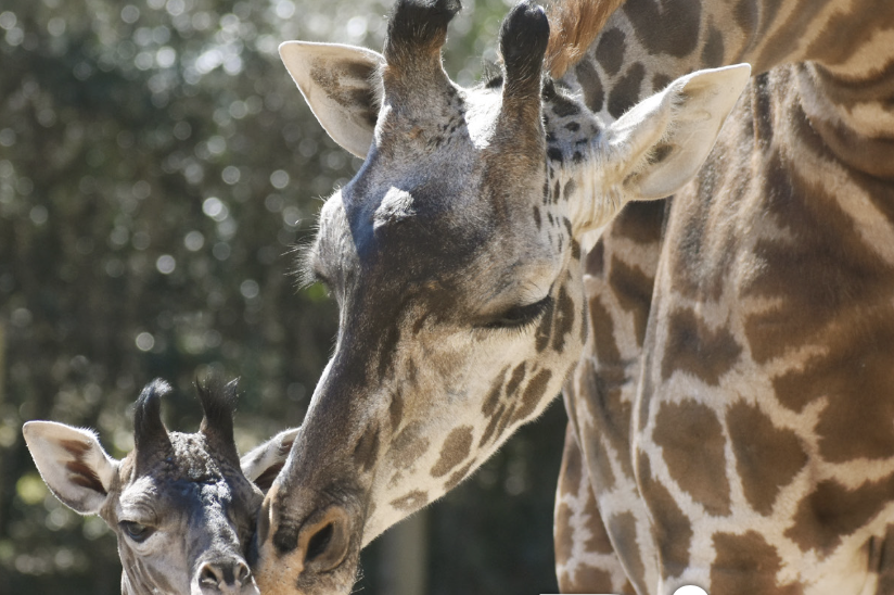 Close-up of a large adult giraffe and a young juvenile giraffe in a grassy outdoor setting.
