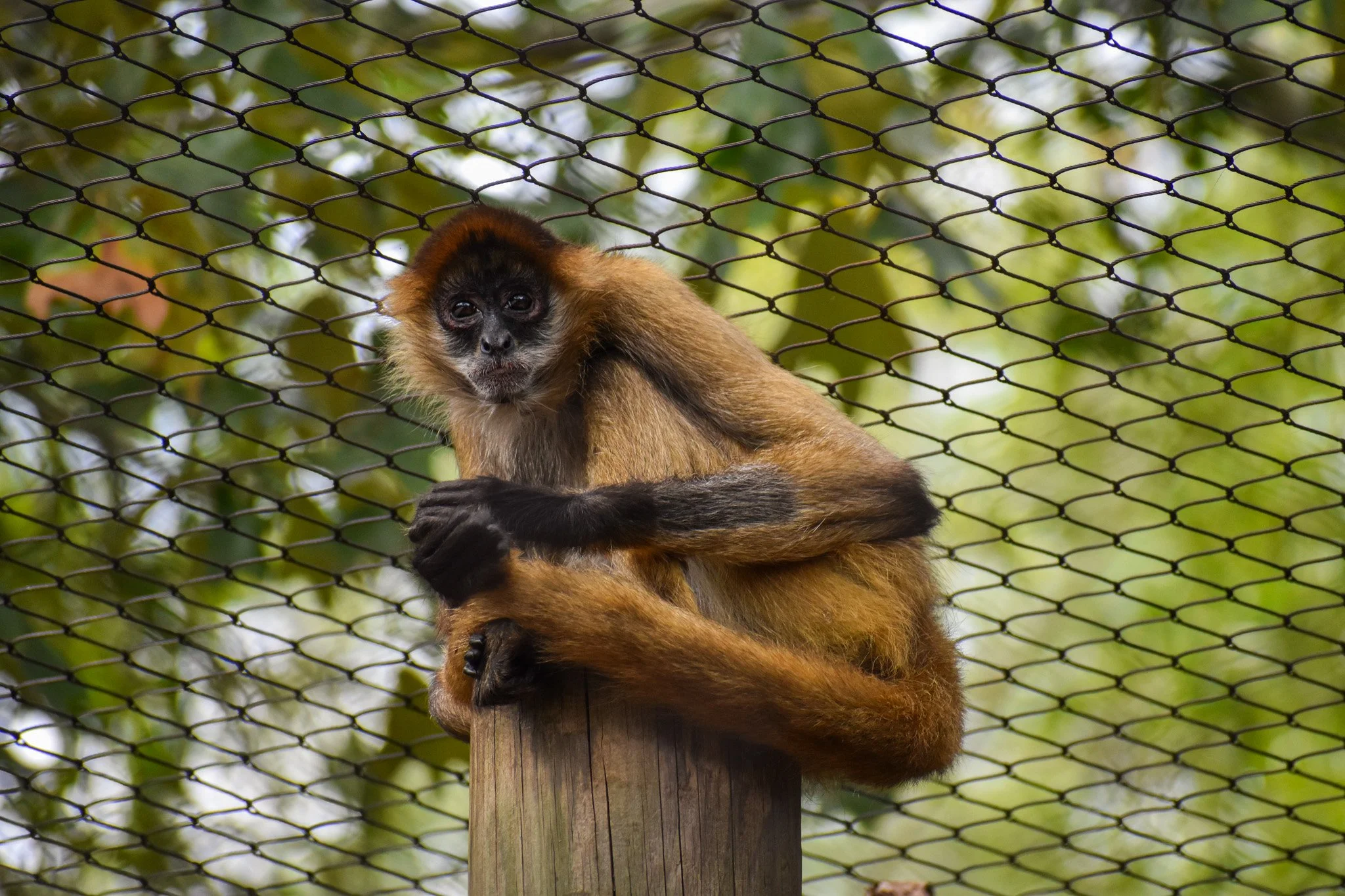 A tamarin monkey sitting on a wooden post inside an enclosure with a wire mesh and green foliage in the background.