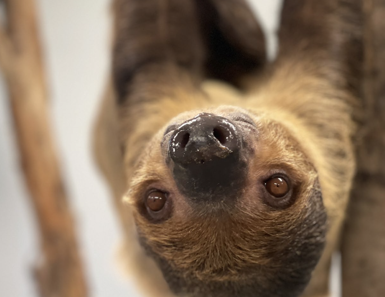 Close-up of a dog's face looking upside down, showing brown fur, shiny nose, and brown eyes.