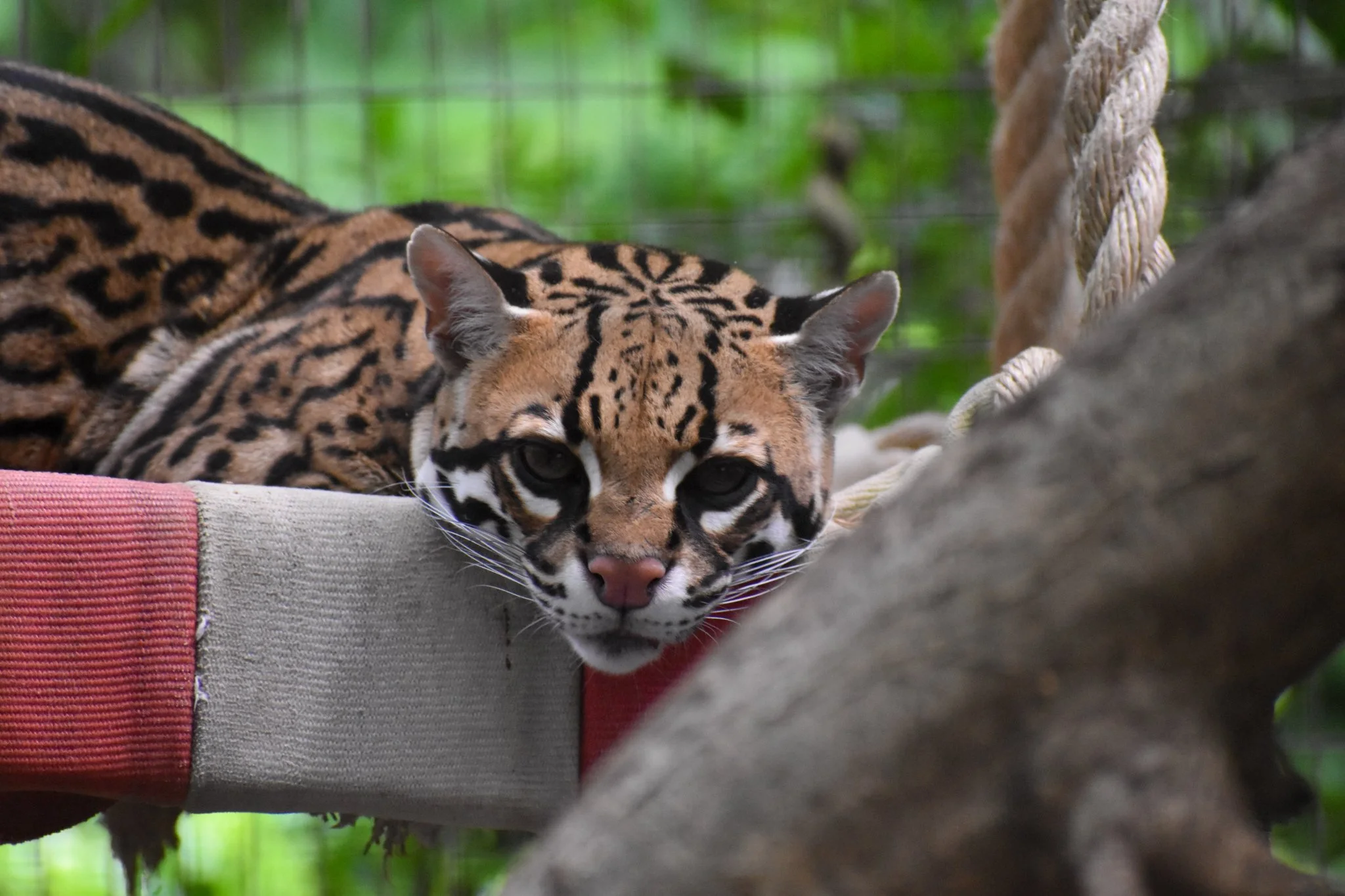 A playful young jaguar resting on a padded platform, gazing towards the camera with its head down.