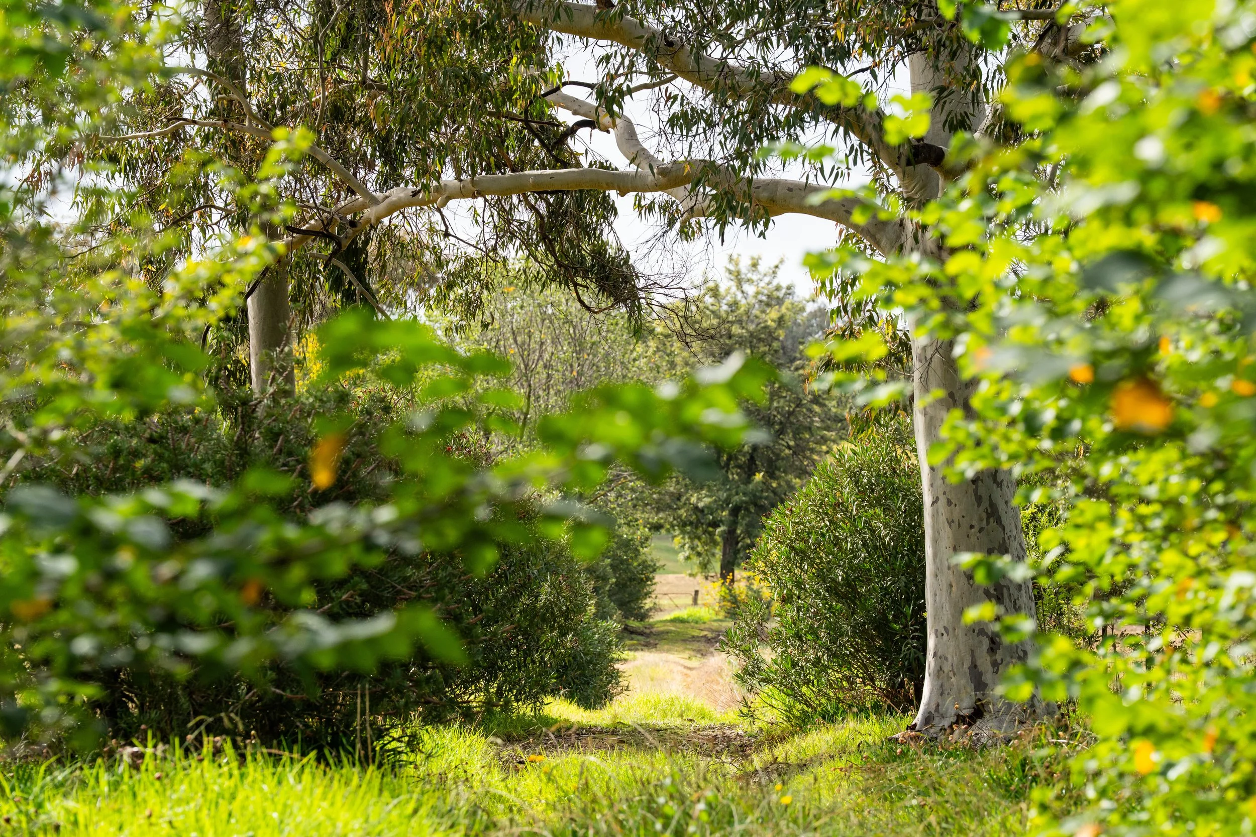 sawyer - greenery.jpg
