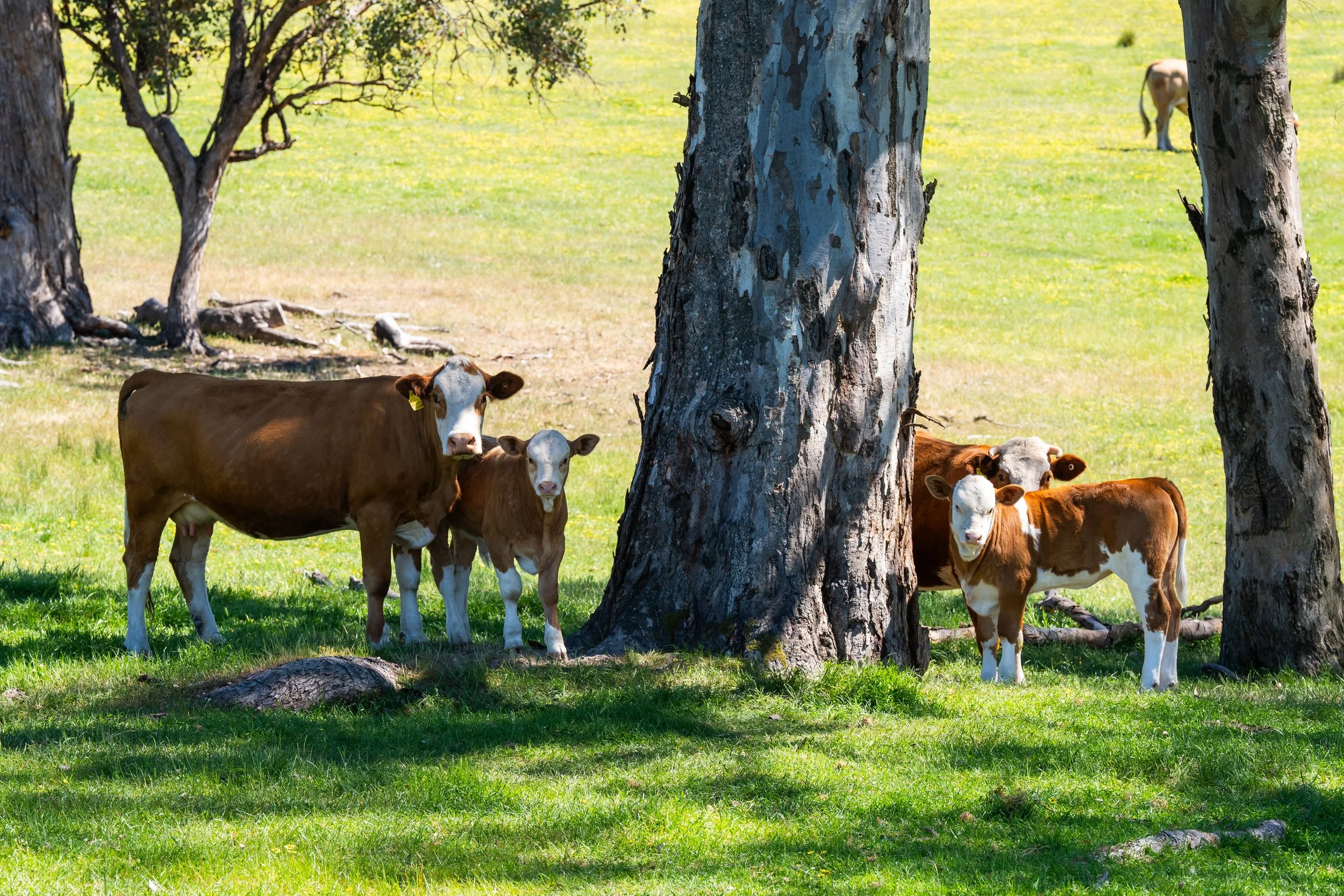 s-cattle.jpg