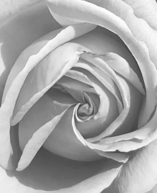 White Rose