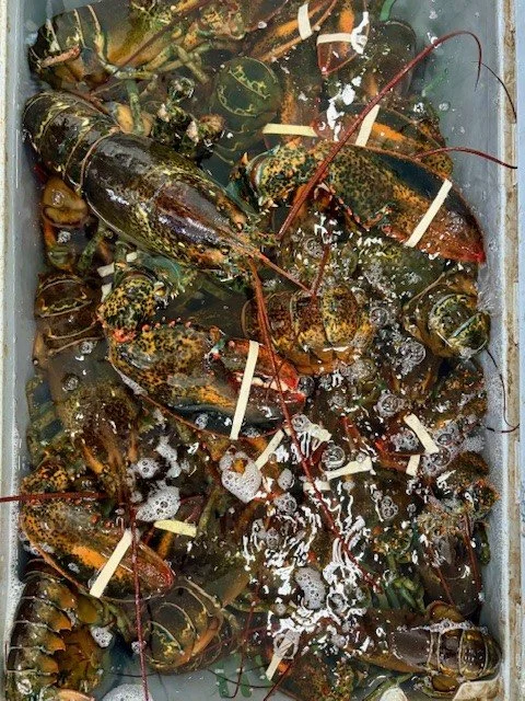 lobster in crate.jpg