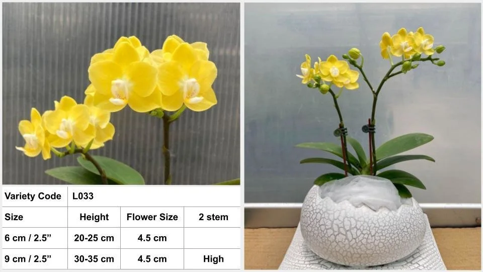 2.5寸 HK$96.00