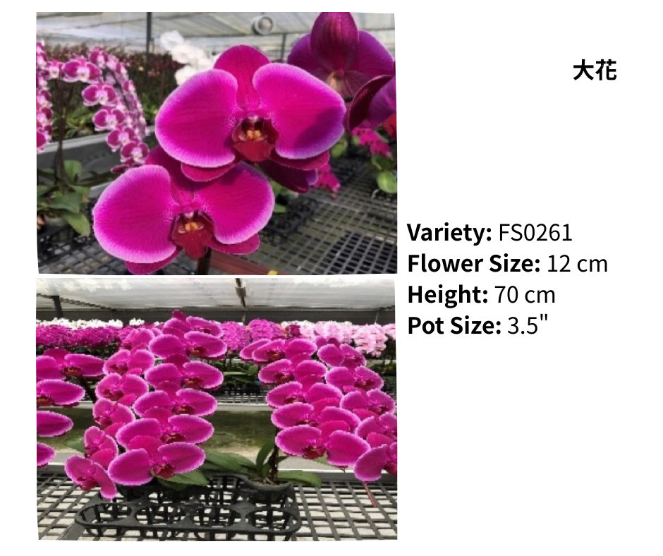 超大花 3.5寸 單梗 HK$129.00