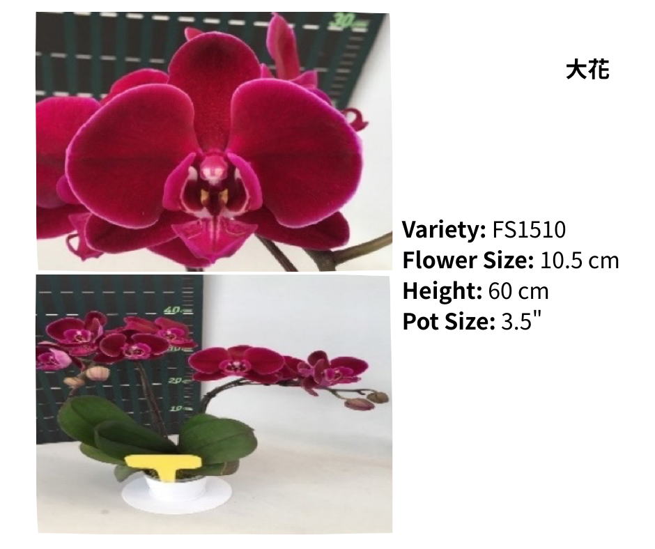 大花 3.5寸 單梗 HK$129.00