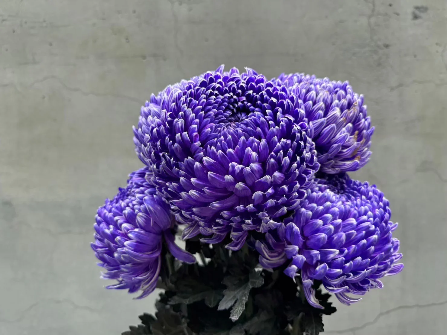 A close-up of purple Chrysanthemum flowers with curly petals.