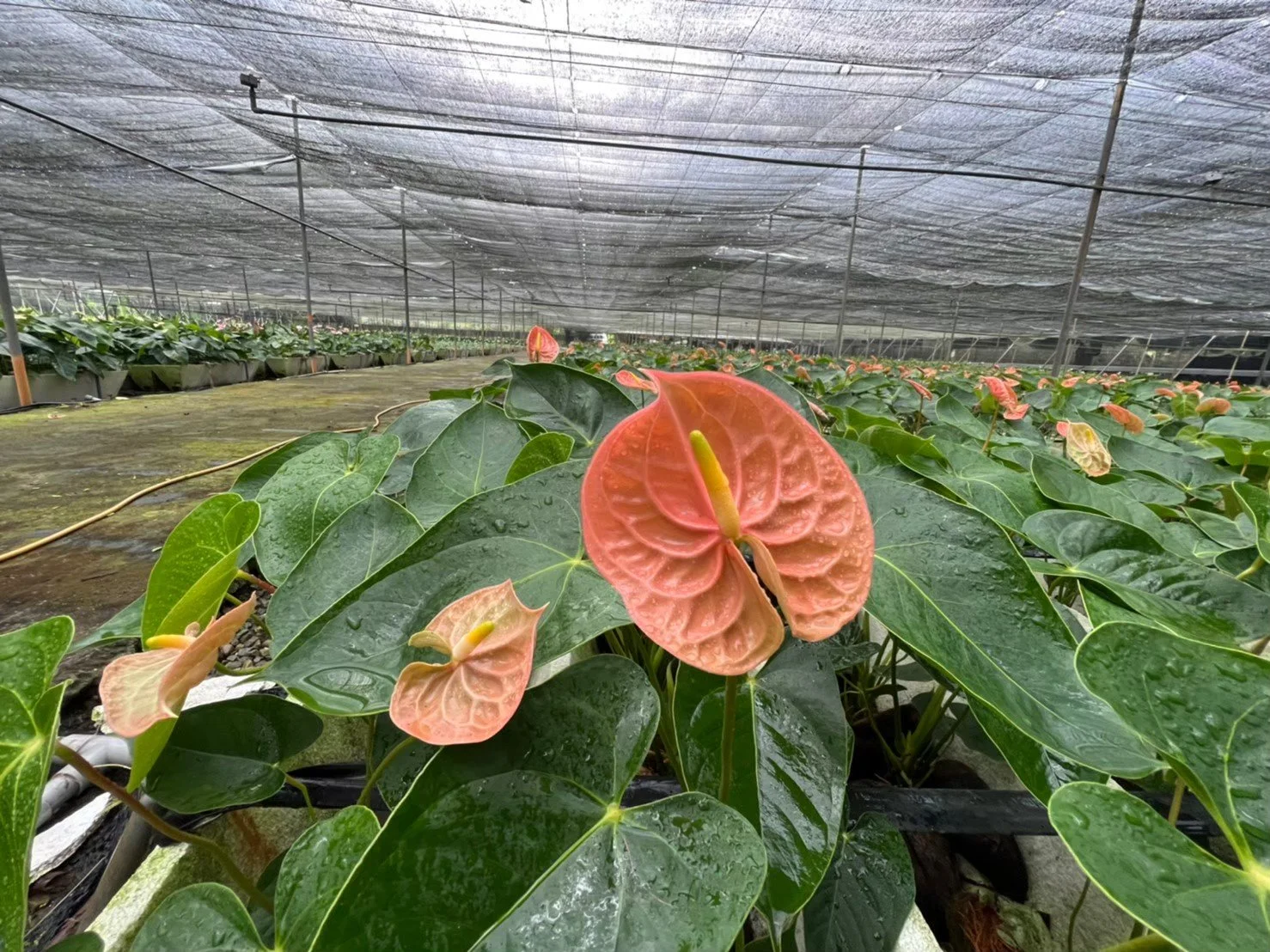 Anthurium garden