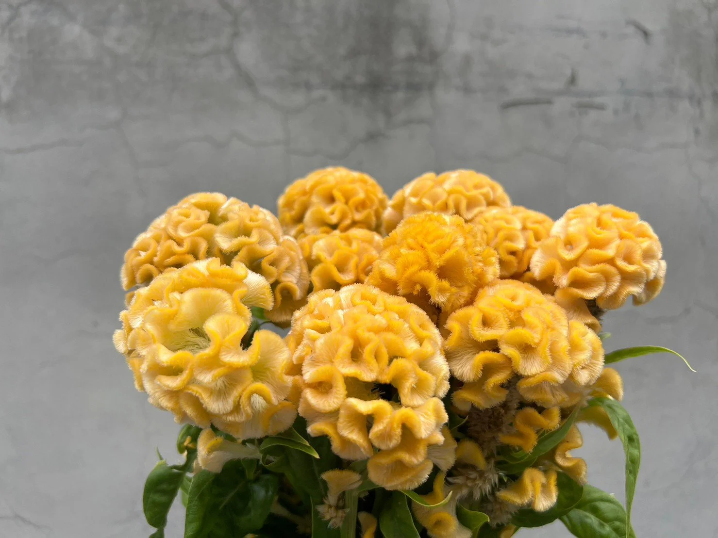 A cluster of yellow cockscomb flowers with ruffled, brain-like appearance, set against a gray background and green leaves at the bottom.