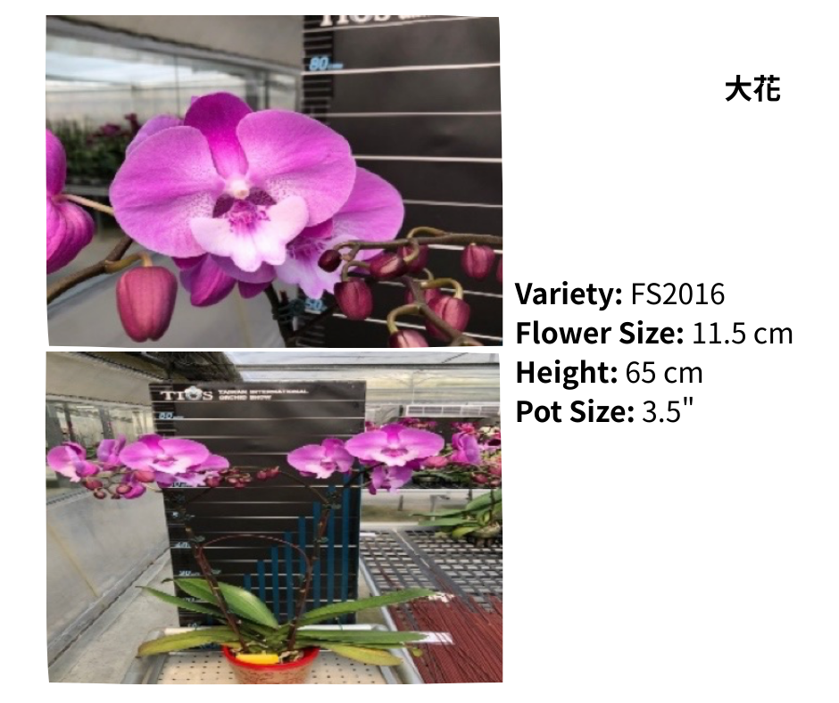 大花 3.5寸 單梗 HK$129.00