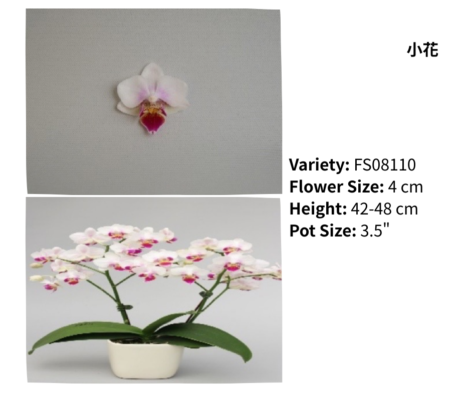 迷你花 3.5寸 單梗 HK$113.00, 雙梗 HK$120.00, 多梗 HK$129.00