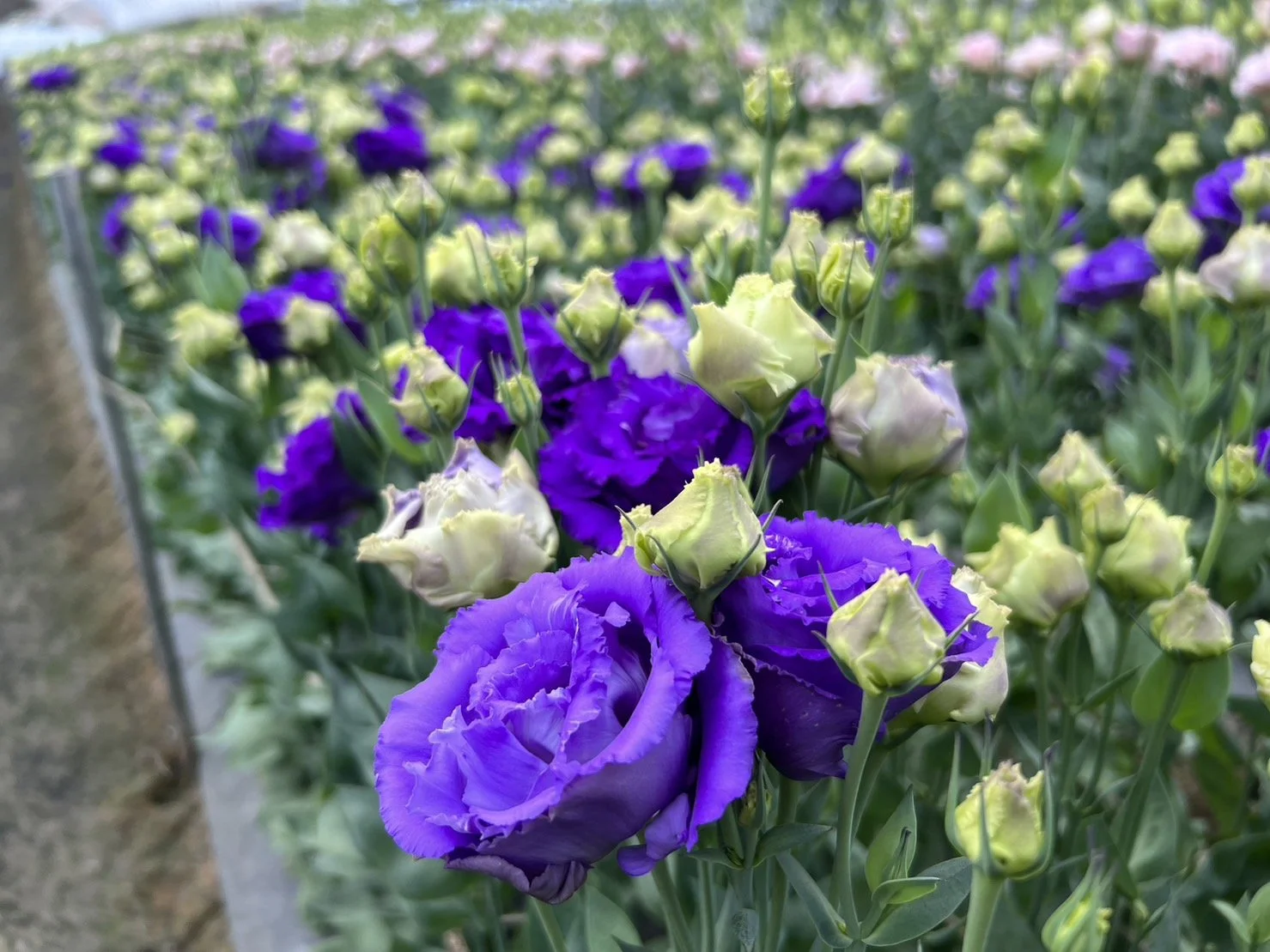 Korezo Purple