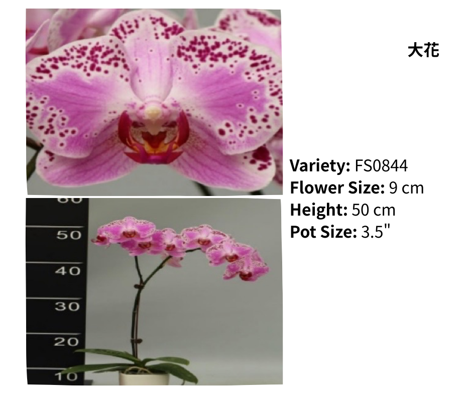 中花 3.5寸 單梗 HK$120.00, 雙梗 HK$126.00