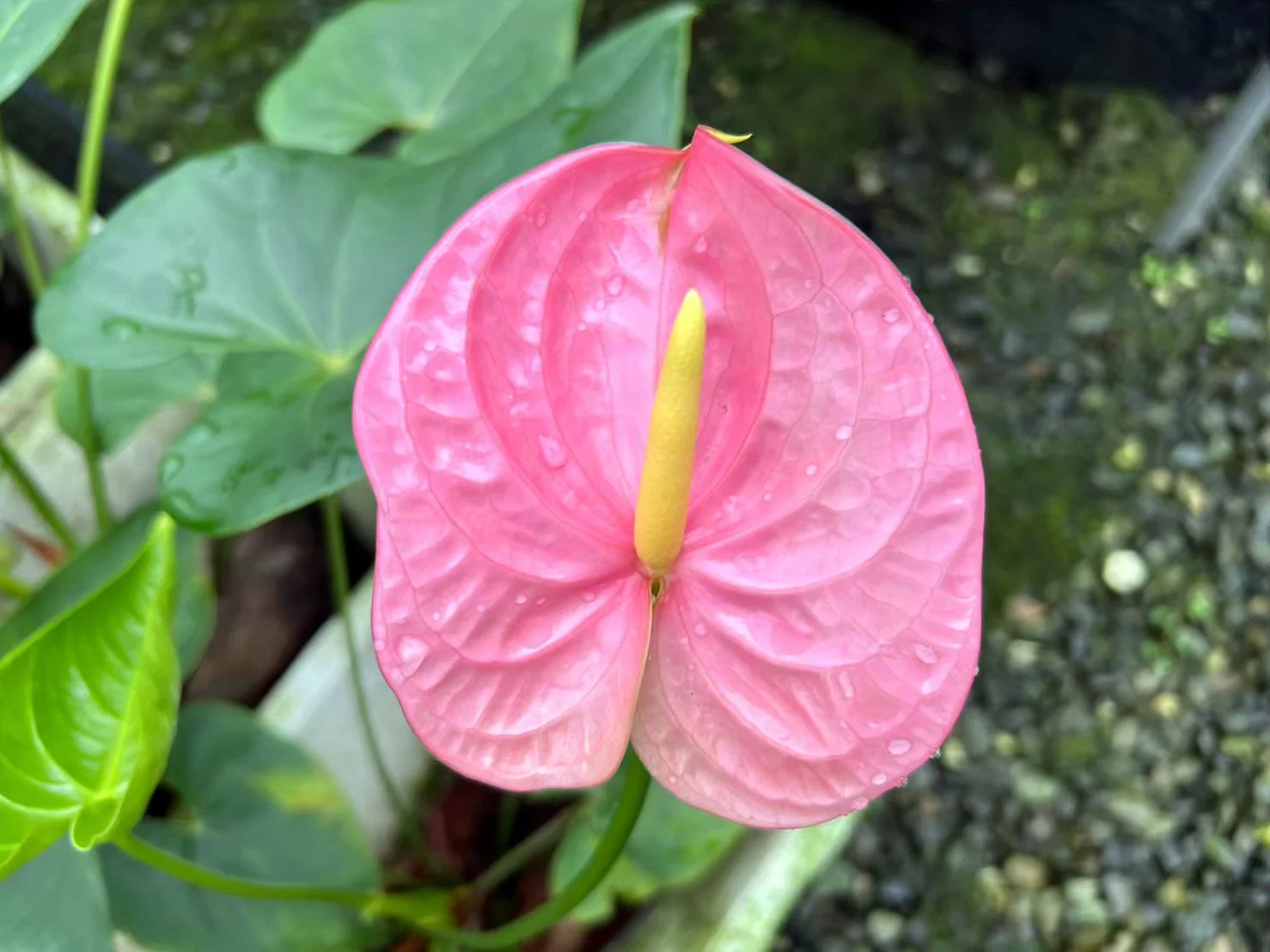 Rosa