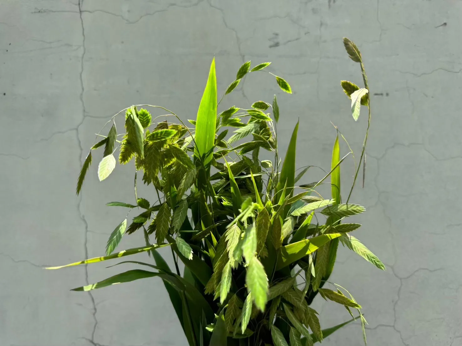A close-up of a potted green leafy plant with various leaf shapes and sizes against a cracked light gray wall.