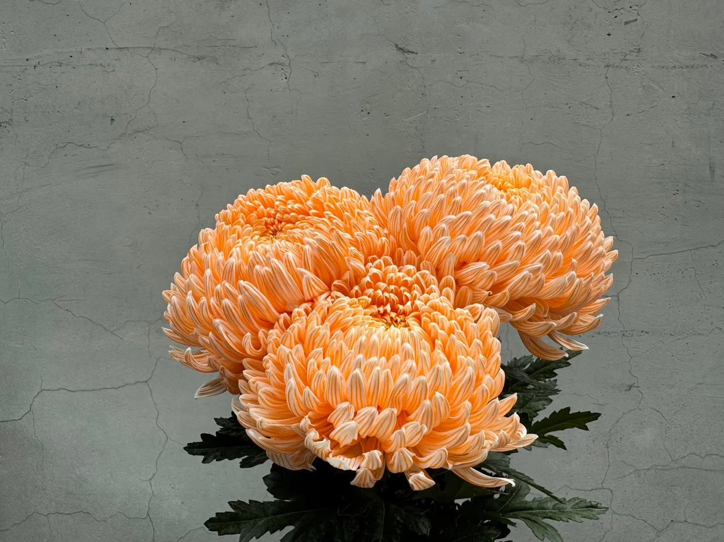 Peach-colored chrysanthemum flowers with green leaves against a gray cracked concrete wall