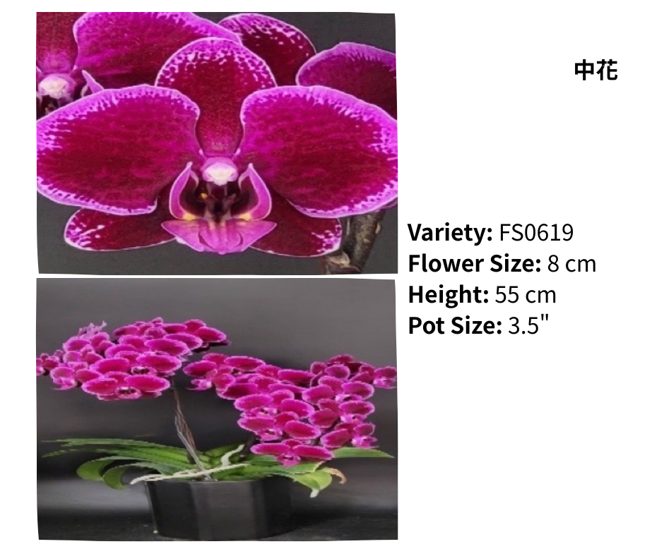 中花 3.5寸 單梗 HK$120.00, 雙梗 HK$126.00