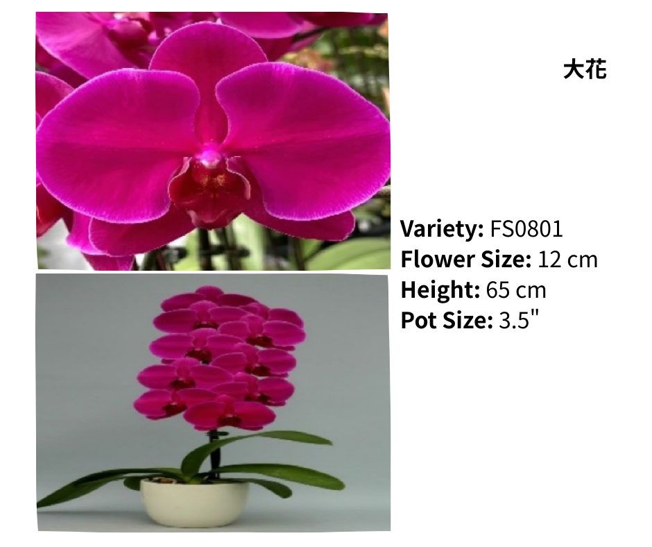 超大花 3.5寸 單梗 HK$129.00