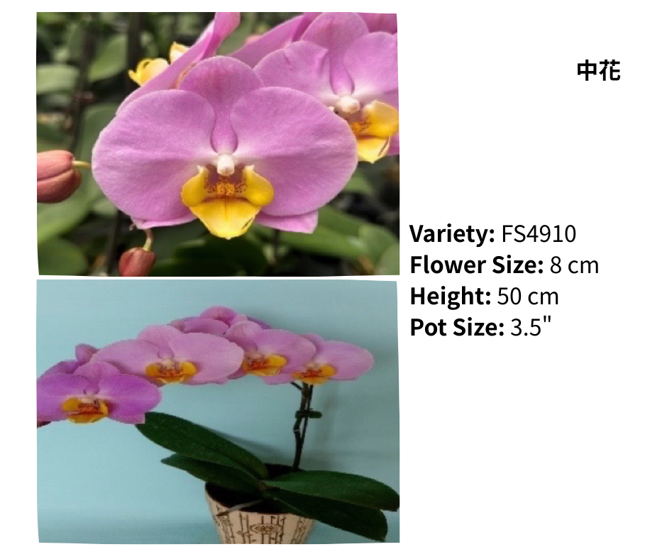 中花 3.5寸 單梗 HK$120.00, 雙梗 HK$126.00