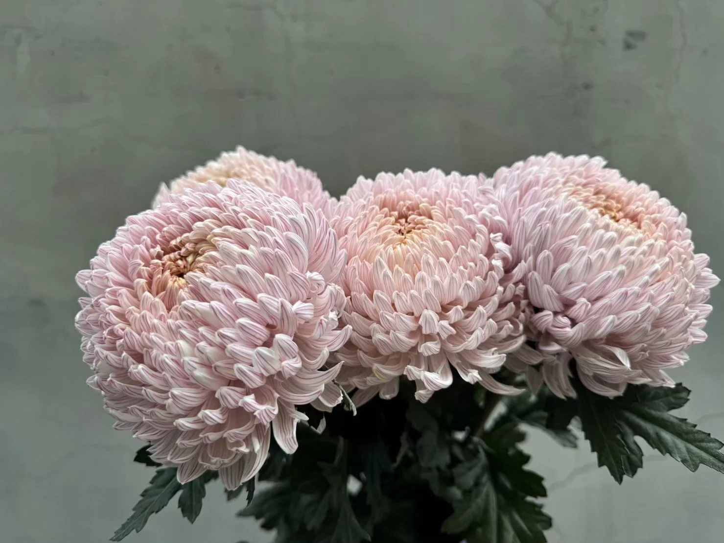 Close-up of three light pink chrysanthemums with layered petals, set against a gray background with dark green leaves at the bottom.