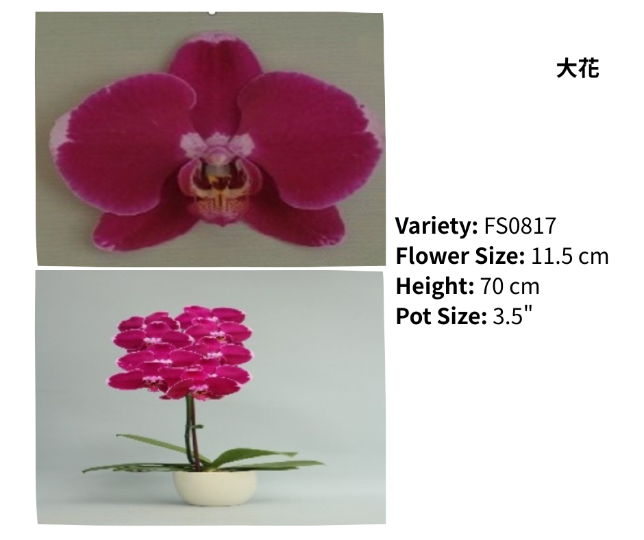 大花 3.5寸 單梗 HK$129.00