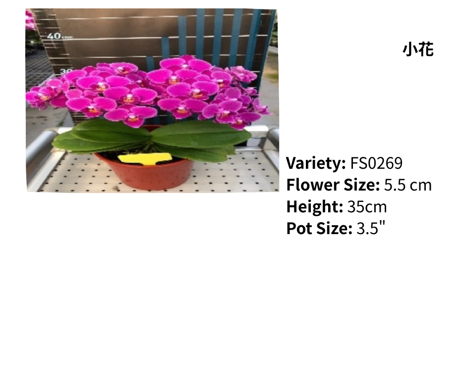 小花 3.5寸 單梗 HK$113.00, 雙梗 HK$120.00, 多梗 HK$126.00