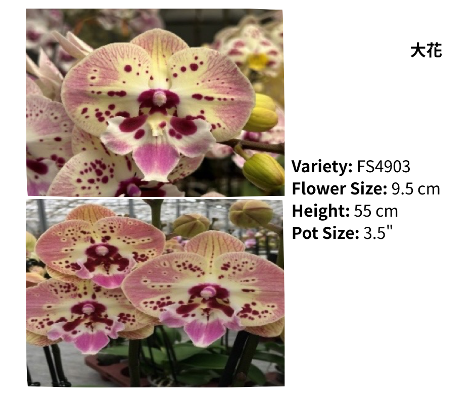 中花 3.5寸 單梗 HK$120.00, 雙梗 HK$126.00