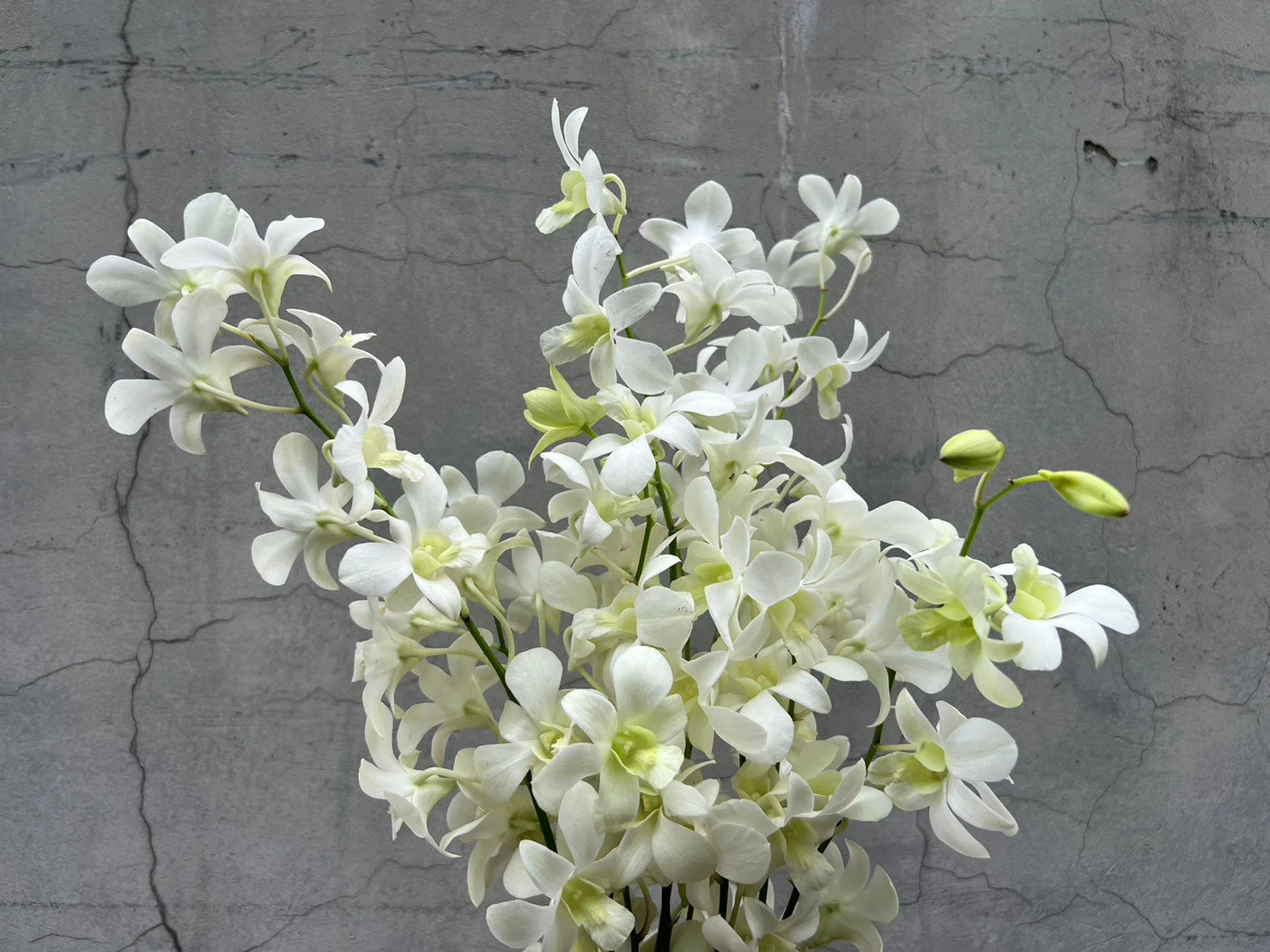 A cluster of white orchids with green stems and buds against a cracked gray concrete wall.