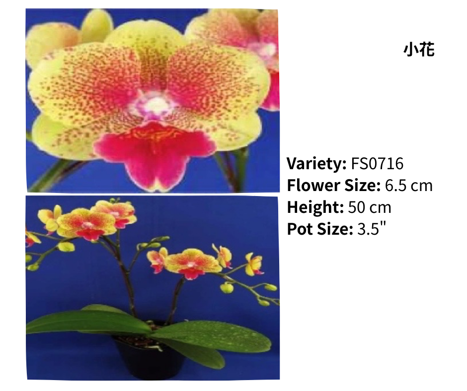 小花 3.5寸 單梗 HK$113.00, 雙梗 HK$120.00, 多梗 HK$126.00