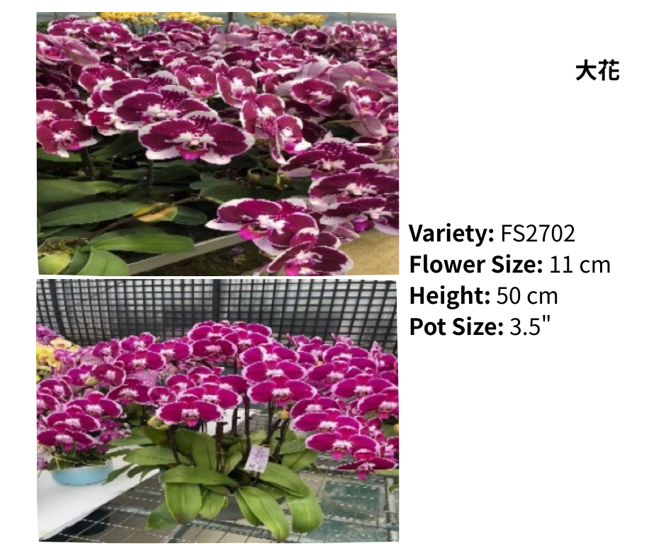 大花 3.5寸 單梗 HK$129.00