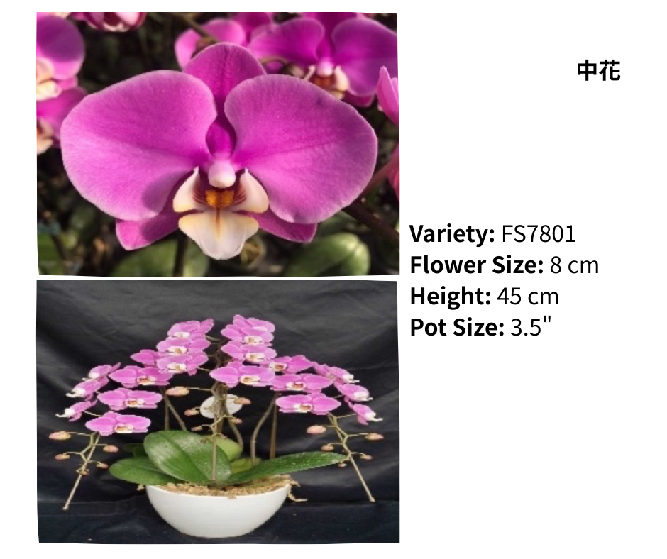 中花 3.5寸 單梗 HK$120.00, 雙梗 HK$126.00