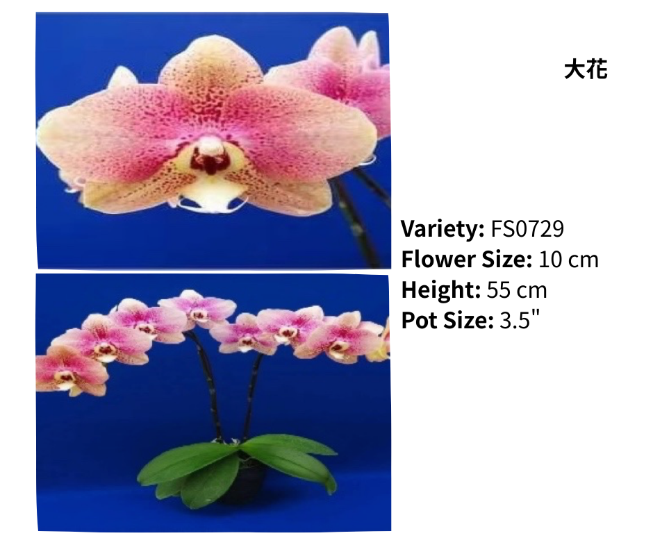 大花 3.5寸 單梗 HK$129.00