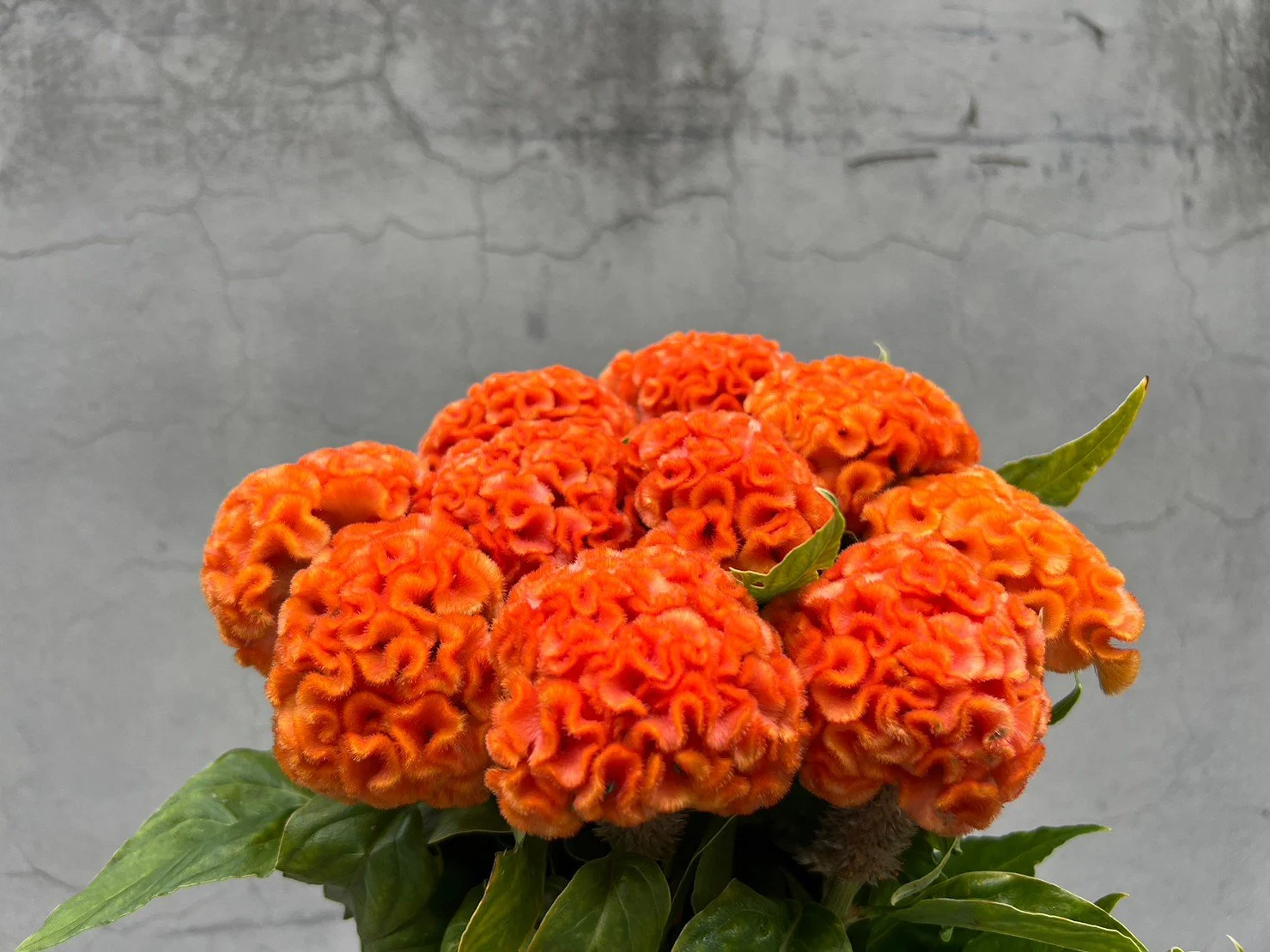 Bright orange cockscomb flowers with green leaves against a gray, cracked wall background.