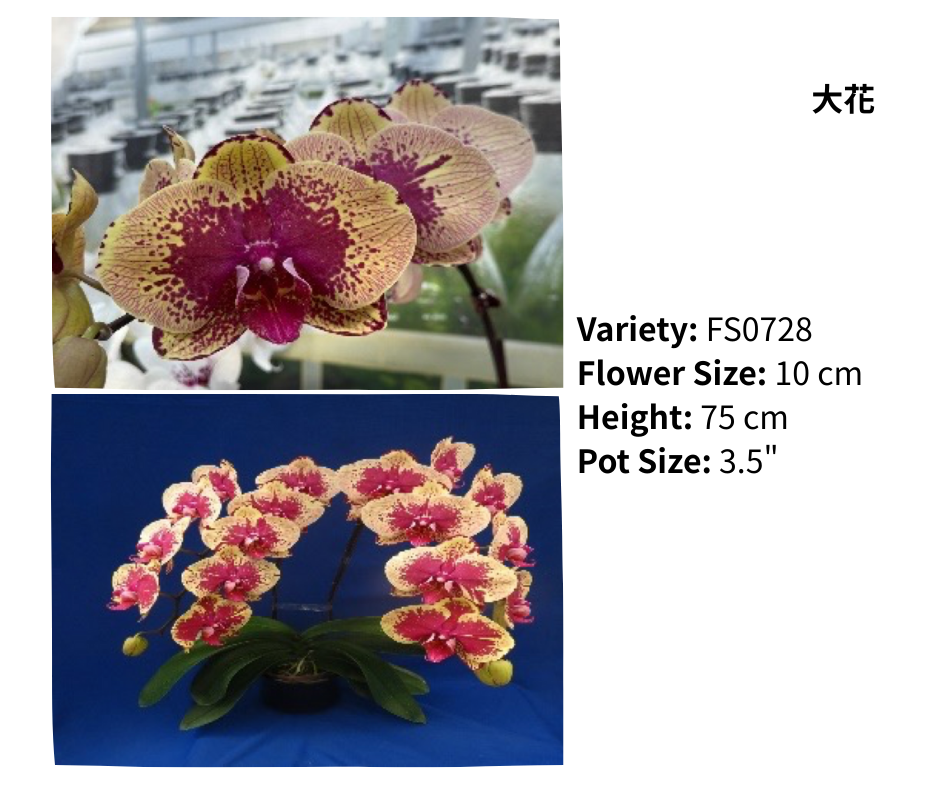 大花 3.5寸 單梗 HK$129.00