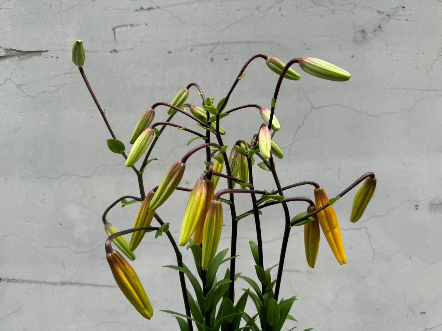 A potted lily plant with unopened buds and some yellowing blooms against a gray cracked wall.