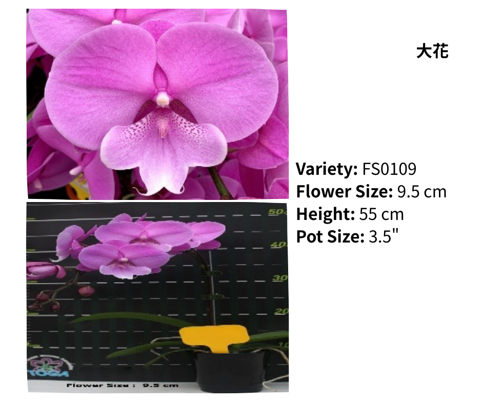 中花 3.5寸 單梗 HK$120.00, 雙梗 HK$126.00