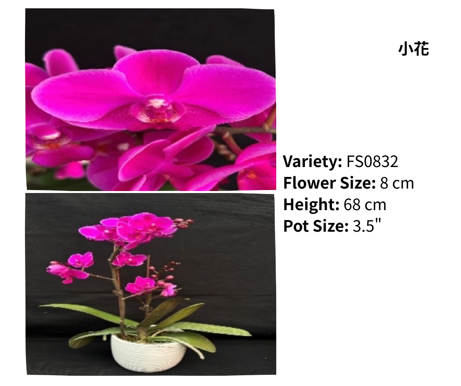 中花 3.5寸 單梗 HK$120.00, 雙梗 HK$126.00