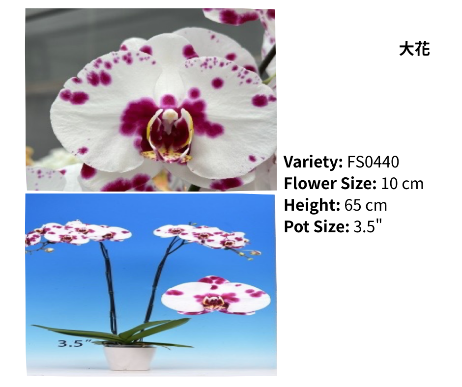 大花 3.5寸 單梗 HK$129.00