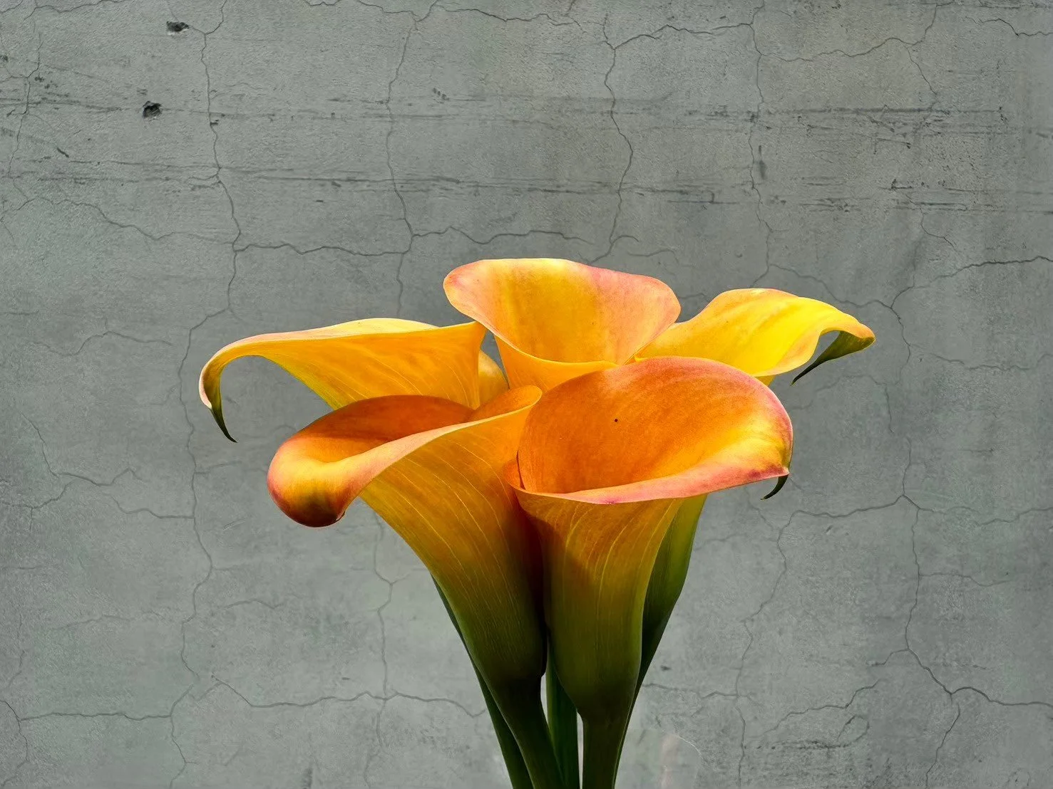 A bouquet of orange and yellow calla lilies against a cracked gray wall background.