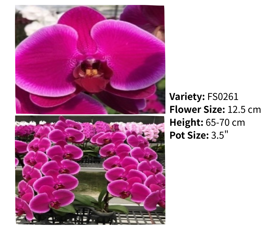 超大花 3.5寸 單梗 HK$129.00