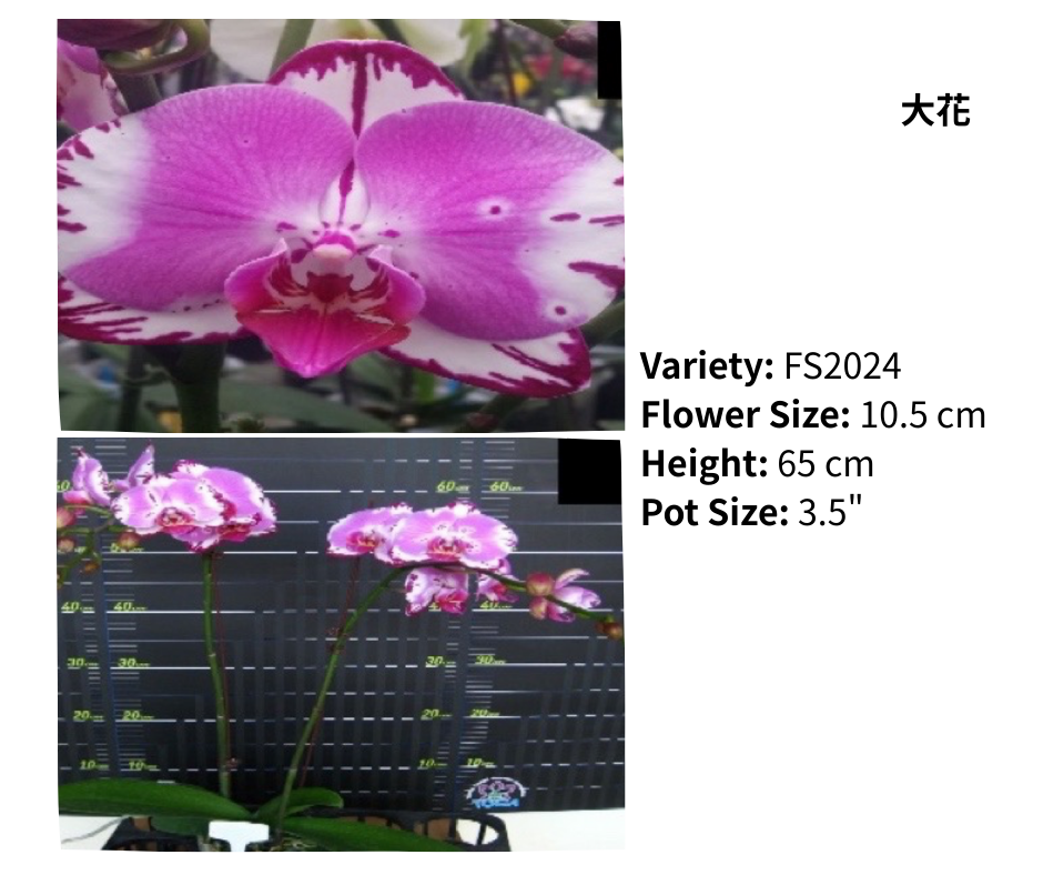 大花 3.5寸 單梗 HK$129.00