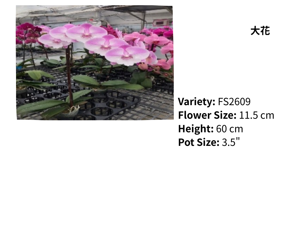 大花 3.5寸 單梗 HK$129.00