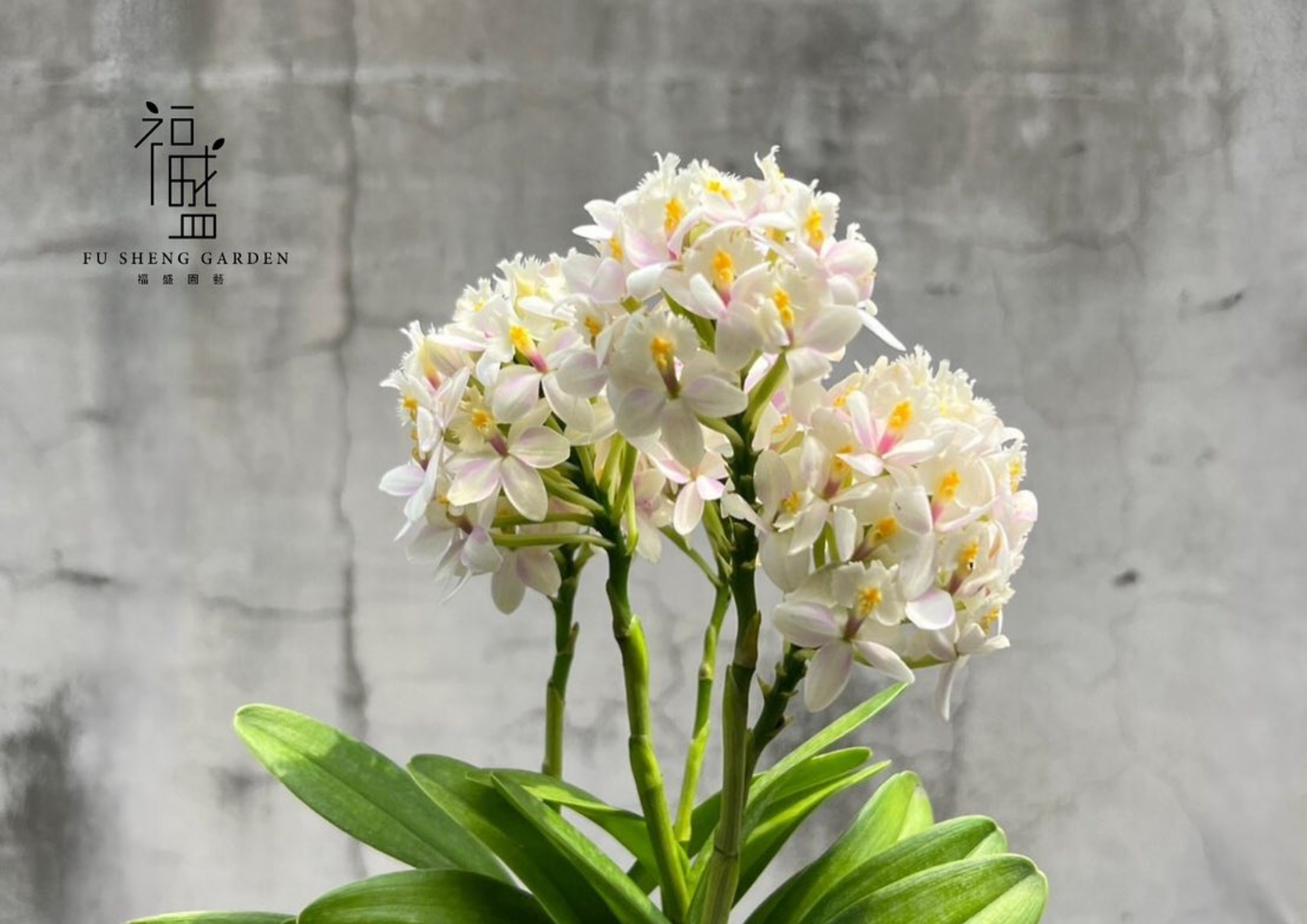 White-Pink Epidendrum